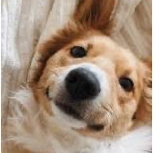 Meet your Posher, Londyn